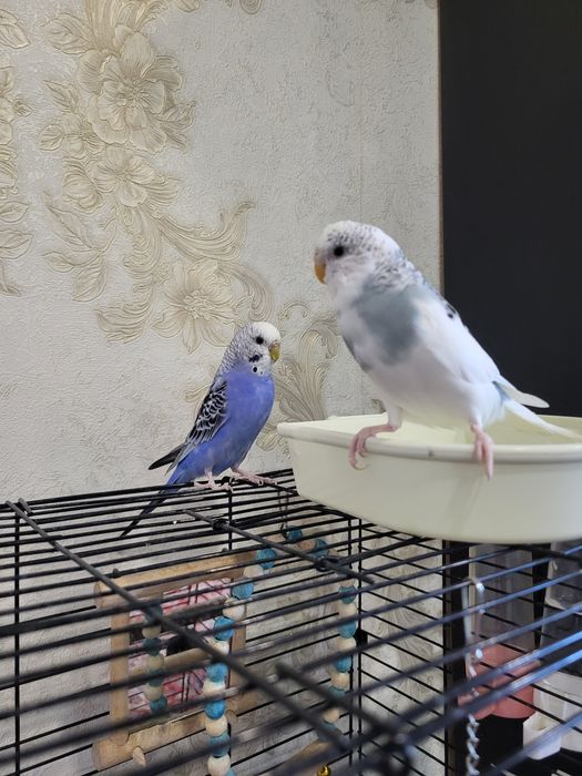 Продам попугаев с клеткой