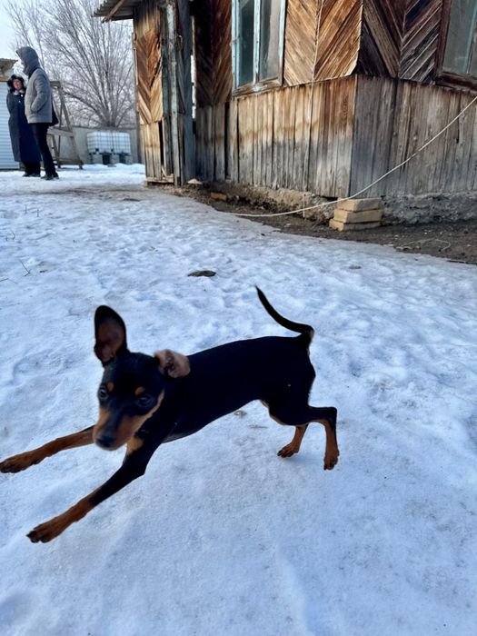 ЦвергПинчер шенки