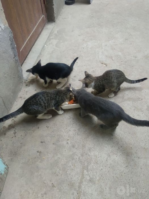 Mushuklar bor bepul 4ta