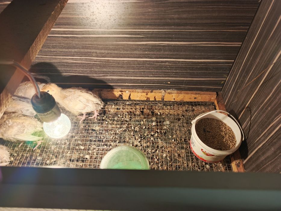 Продам брудер ручной работы