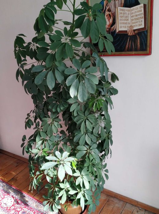 Шефлера - декоративно растение с височина 170 см и много стъбла