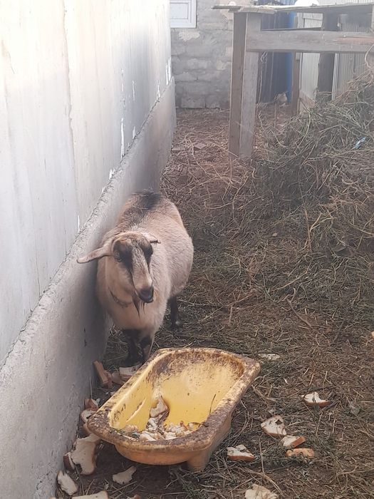 Сатылады Саудасыбар