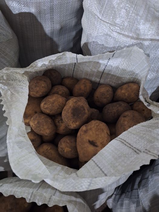 Продам Кортошку От Кх