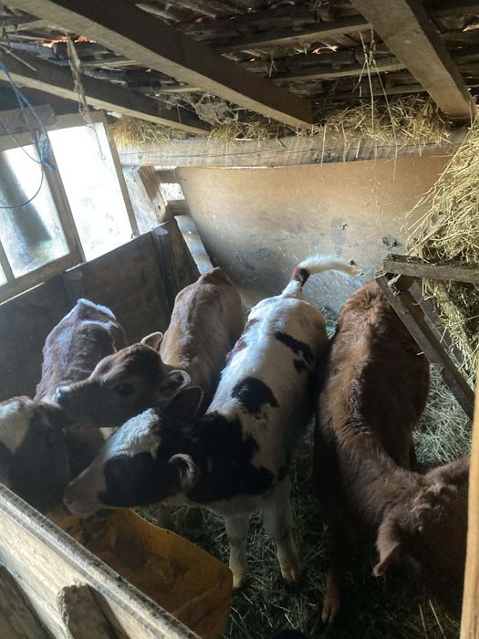 Продавам  четири мъжки телета