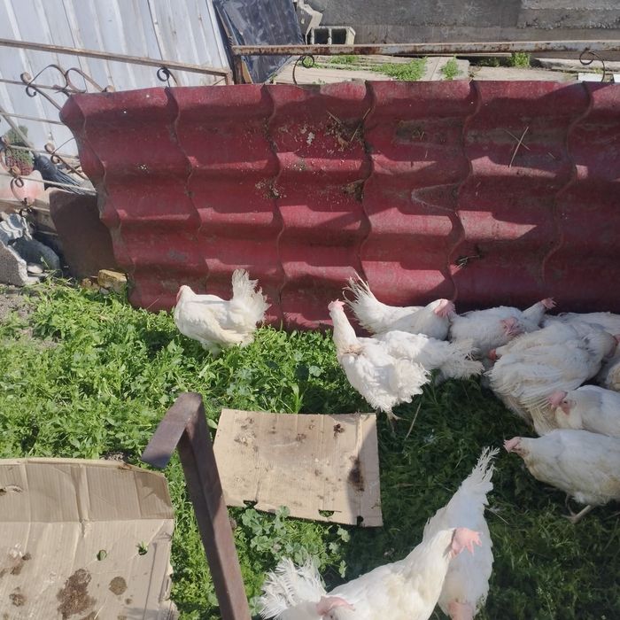 курицы куры несушки