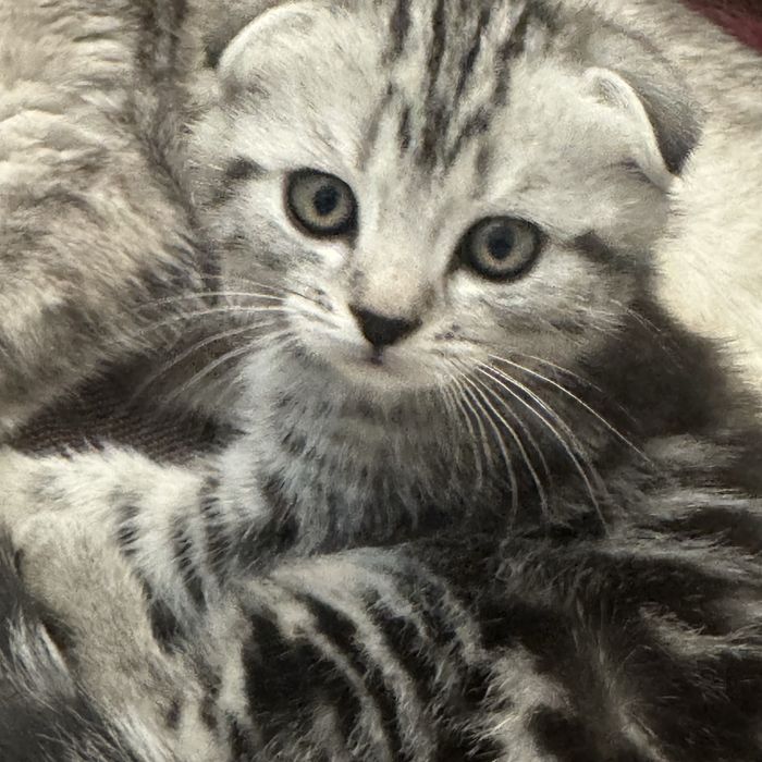 котята , с родословной