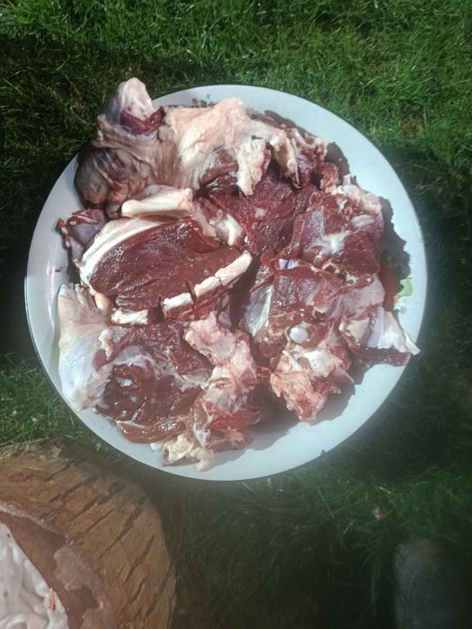 Qassoblik xizmati Qoʻy