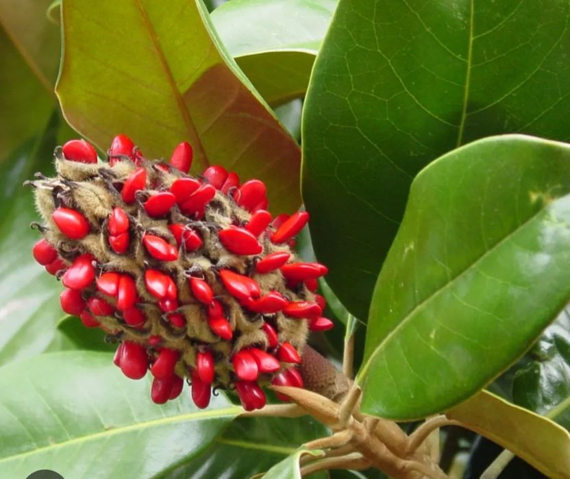 Семена Магнолии Грандифлора