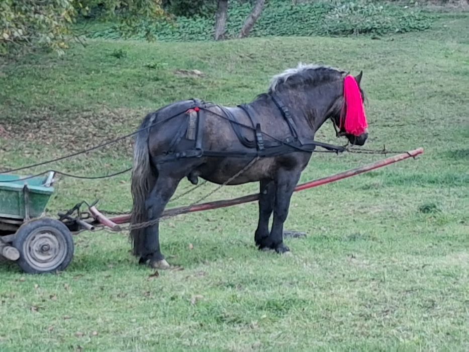 Armăsar de 3 ani