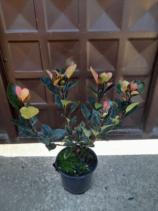 Фотиния Литъл ред Робин