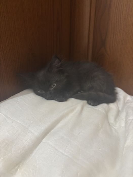 Котенок бесплатно.