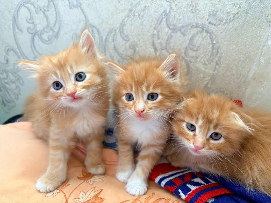 Отдам в хорошие руки