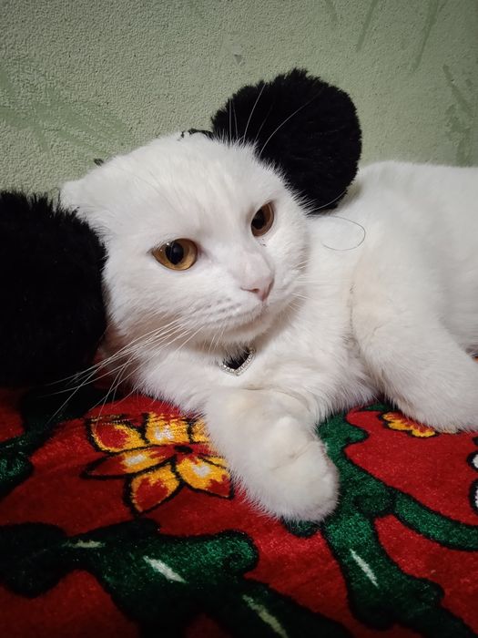 Sotiladi // ayol// latok taniydi