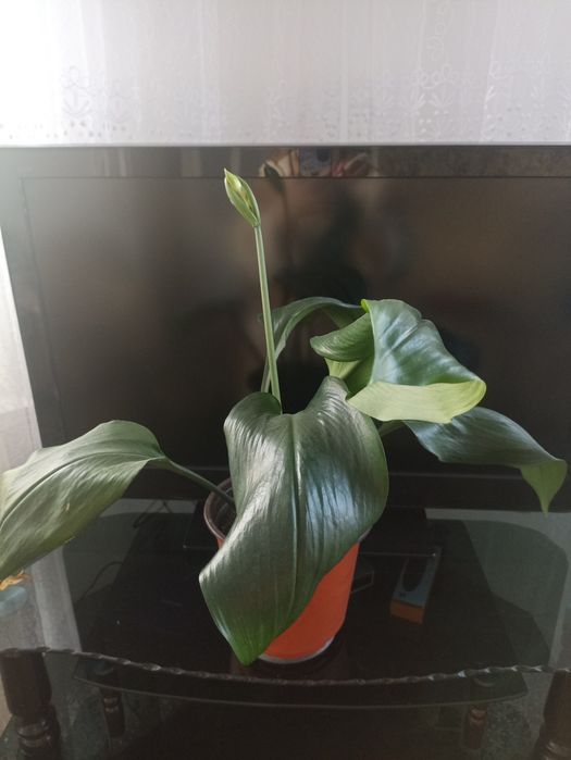 Амазонка лилия ко