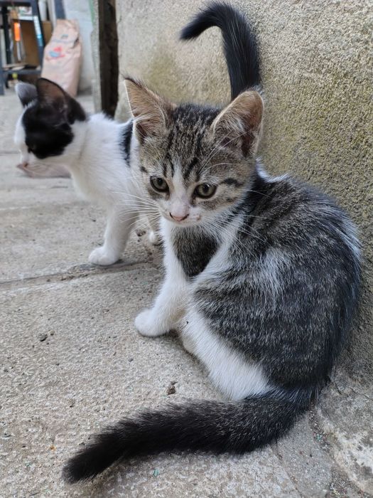 Подарявам дворни котенца