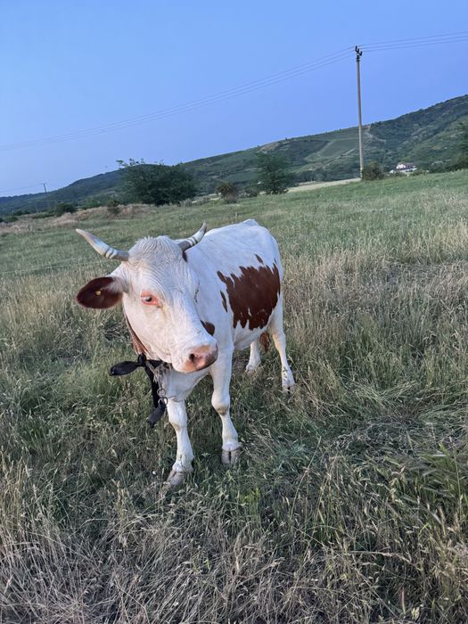 Vaca pentru abator