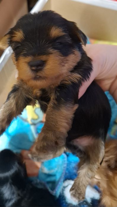 Бронь щенки йоркширского терьера