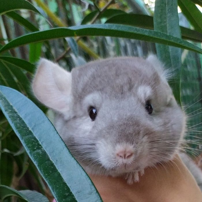 Шиншилла в Ташкенте