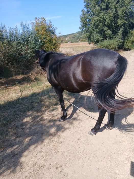 Manza de 2 ani ,foarte cuminte