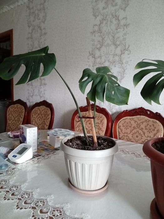 Цветы разные цены доступные