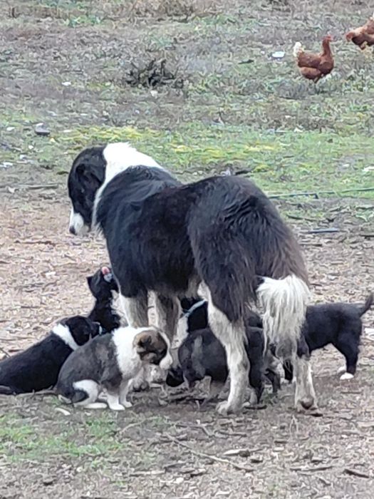 Donez catei maidanezi