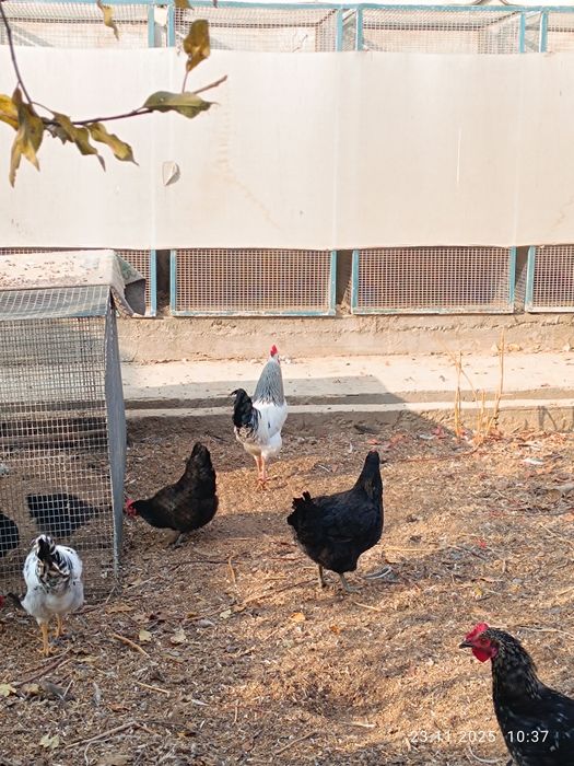 Товуқ хўрозлар сотилади тухумга кирган , петух и куры