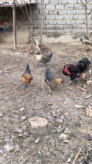 Rossiya liniya privoznoy bollari LAKADENZA 1+7  TOVUQLARİ