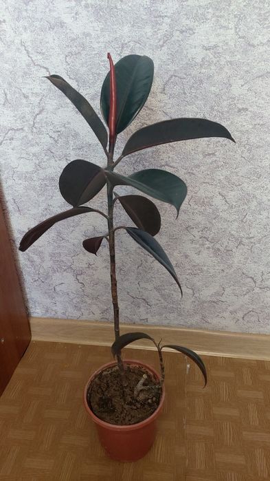 Продам комнатные цветы.