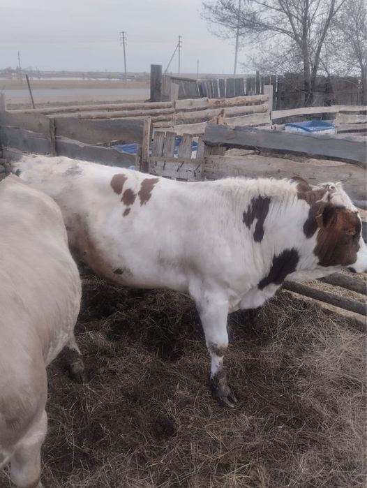 Продам быков производителей