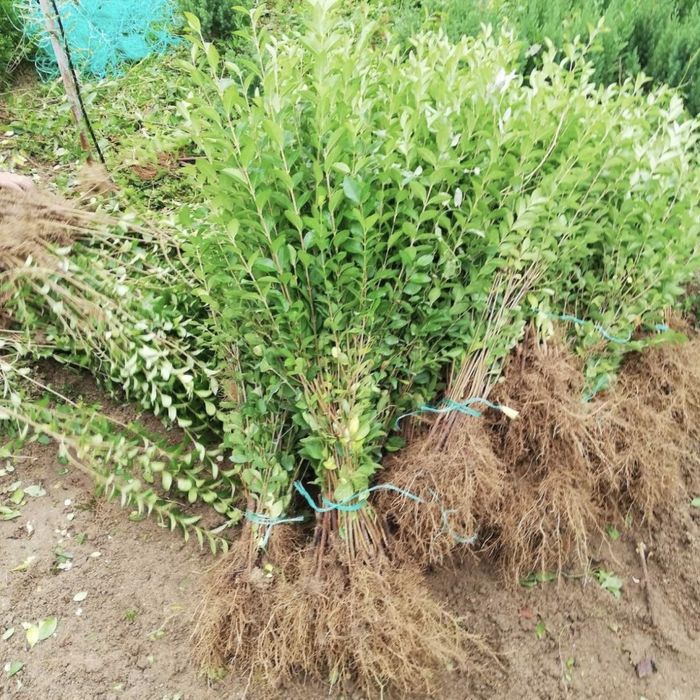 Lemn cainesc , gard viu