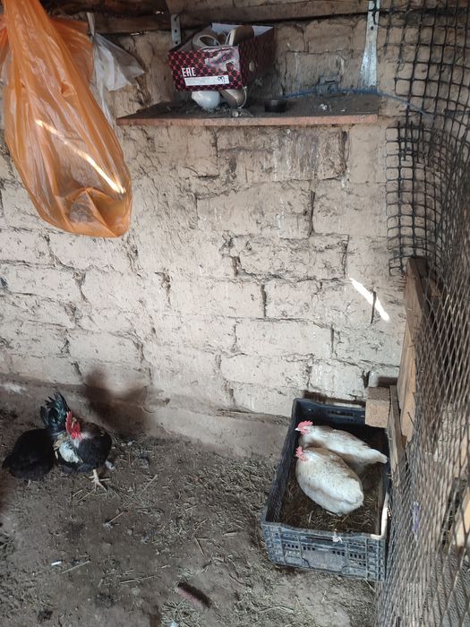 Куры домашние куры