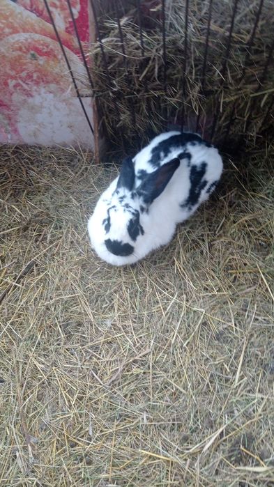 Продам кроликов.