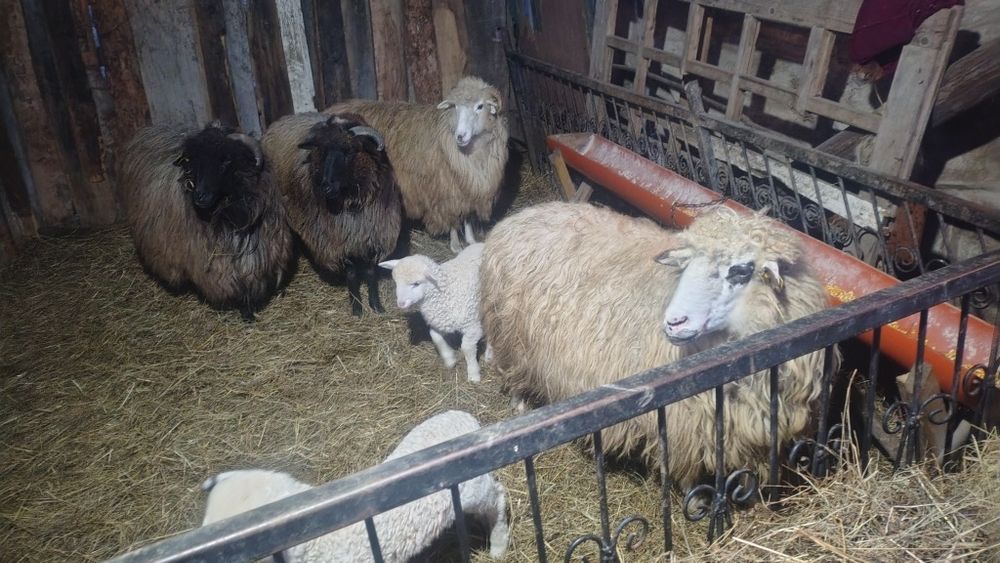 4 oi de vânzare două cu miei și două trebuie să fete.