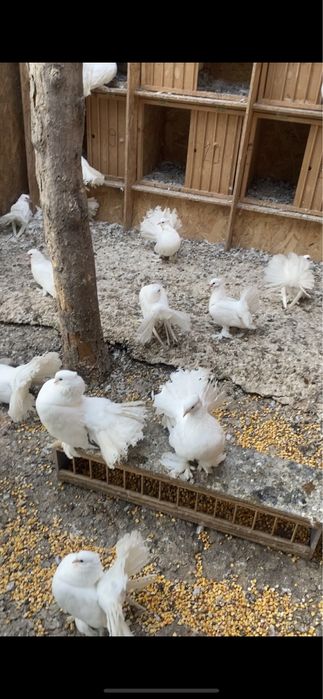 De vanzare porumbei indieni si maghiari !!!