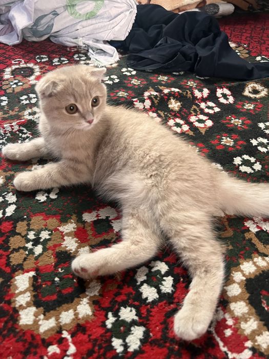 Mushuk sotiladi