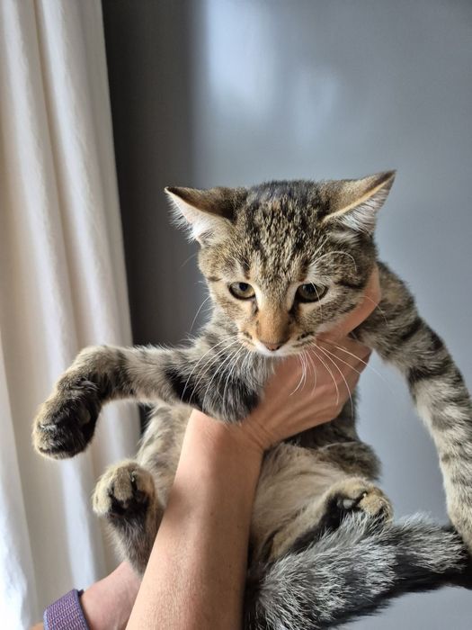 Котета търсят добри стопани