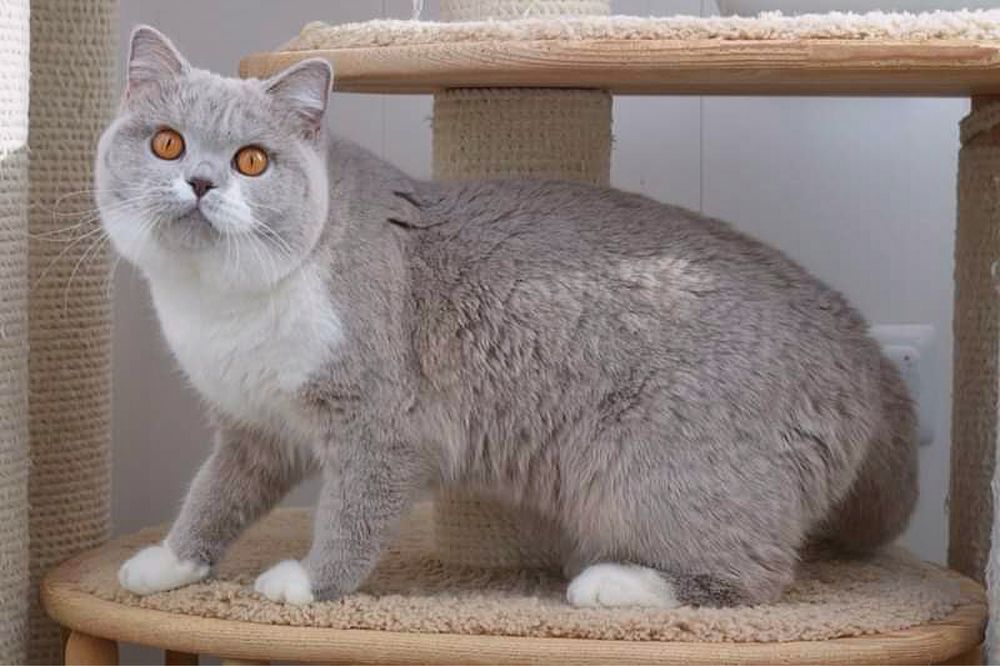 Отдам взрослую кошку