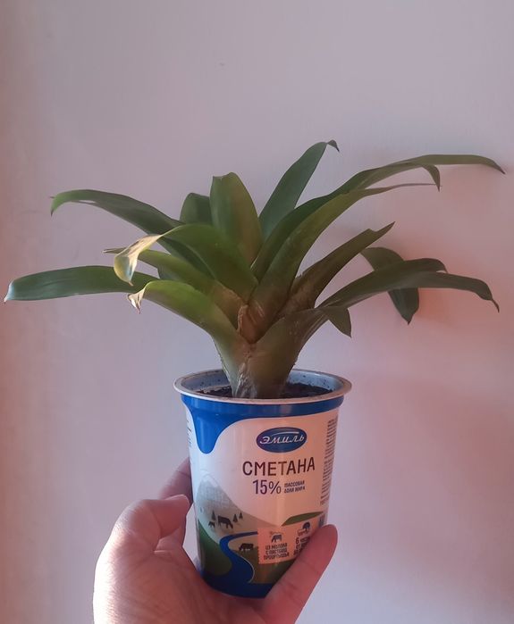 Продам цветущих деток Гузмании