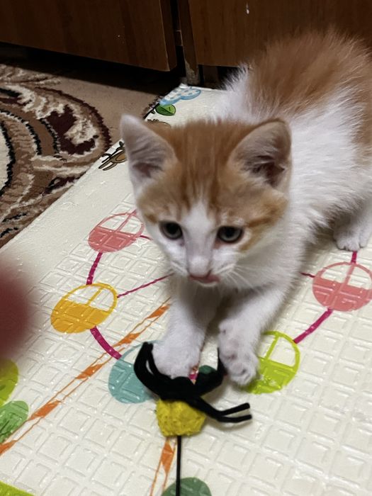 Котёнок мальчик ищет дом