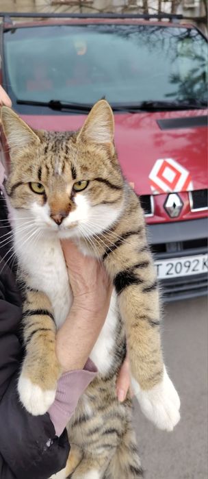 Подарява се коте Слънчо