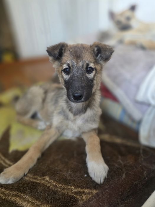 Шикарные щеночки  2 месяцев