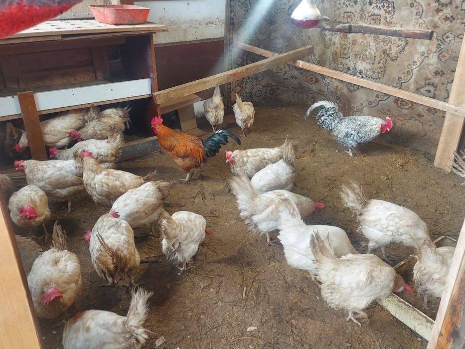 Продам курицу  1 шт 2000