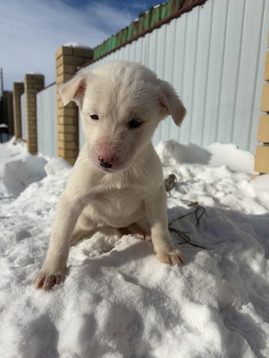Щенки в добрые руки