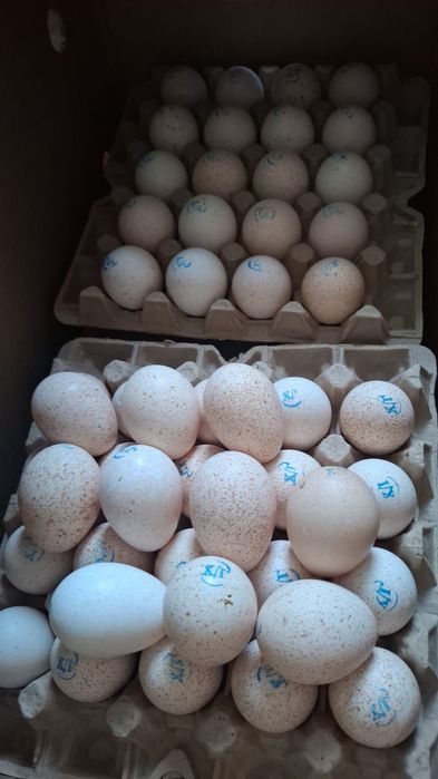 Продам инкубационное яйцо индейки