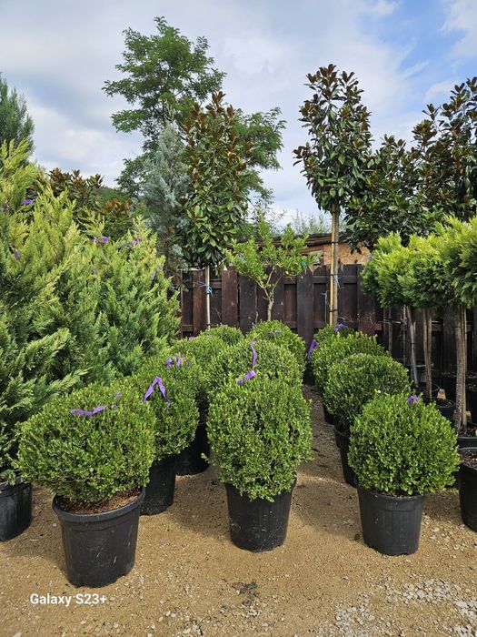 Vând cryptomeria și buxus glob