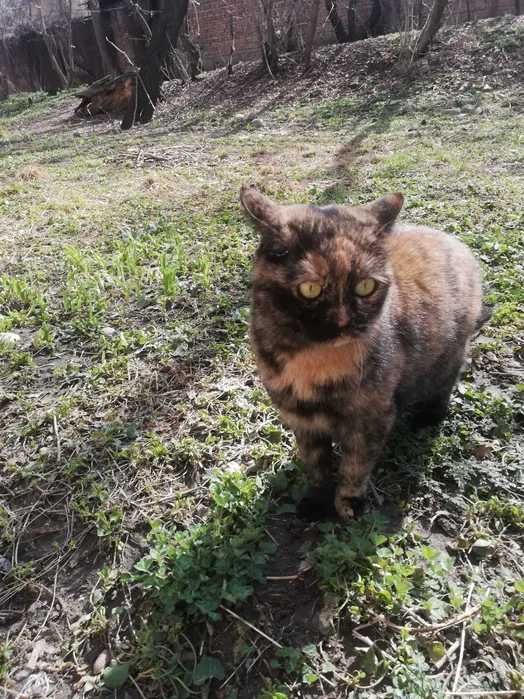 Потерялась кошка