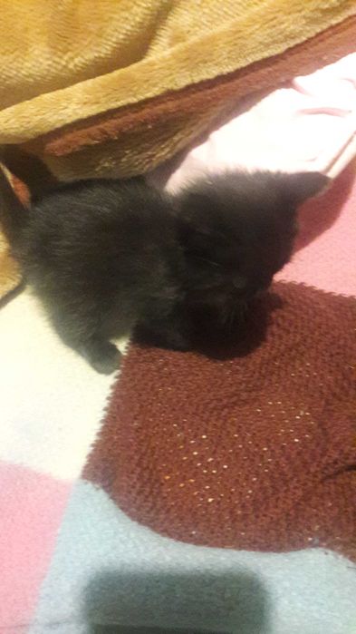 Продам котят от породистой кошки