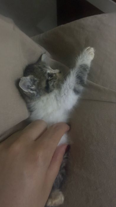 Бесплатно отдается котенок