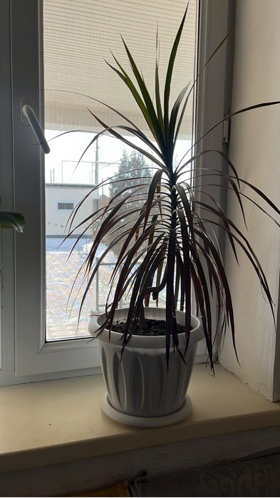 Комнатные растение