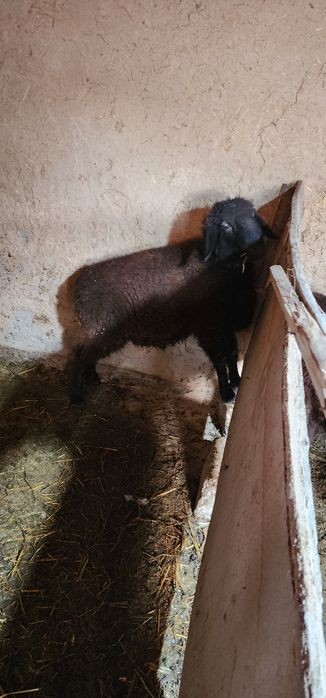 Qozi qochqor sotiladi qurbonlikka boqsa yaxwi boladi